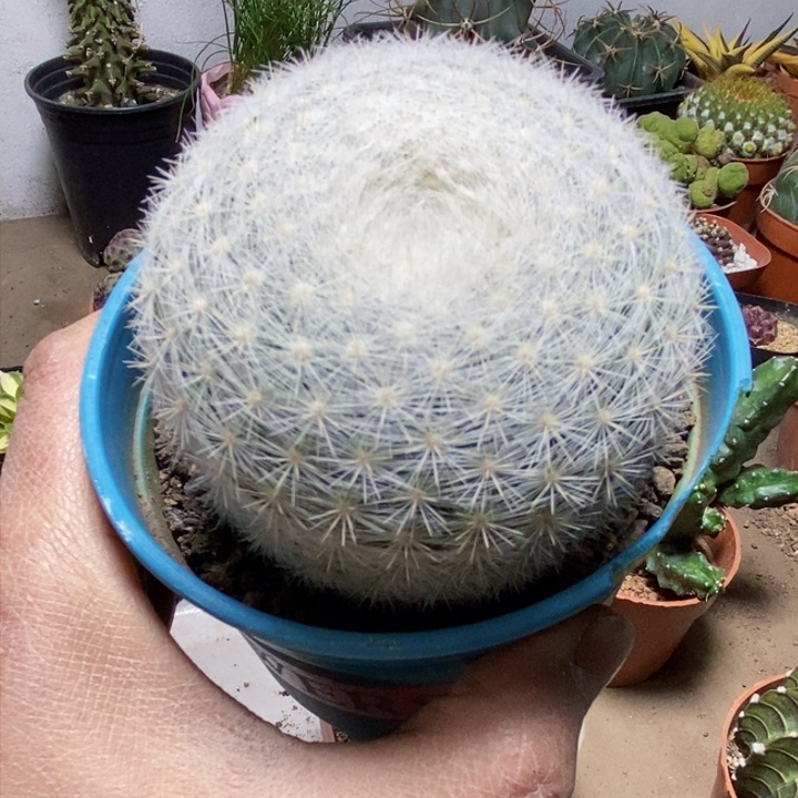 大号满月仙人球ggg