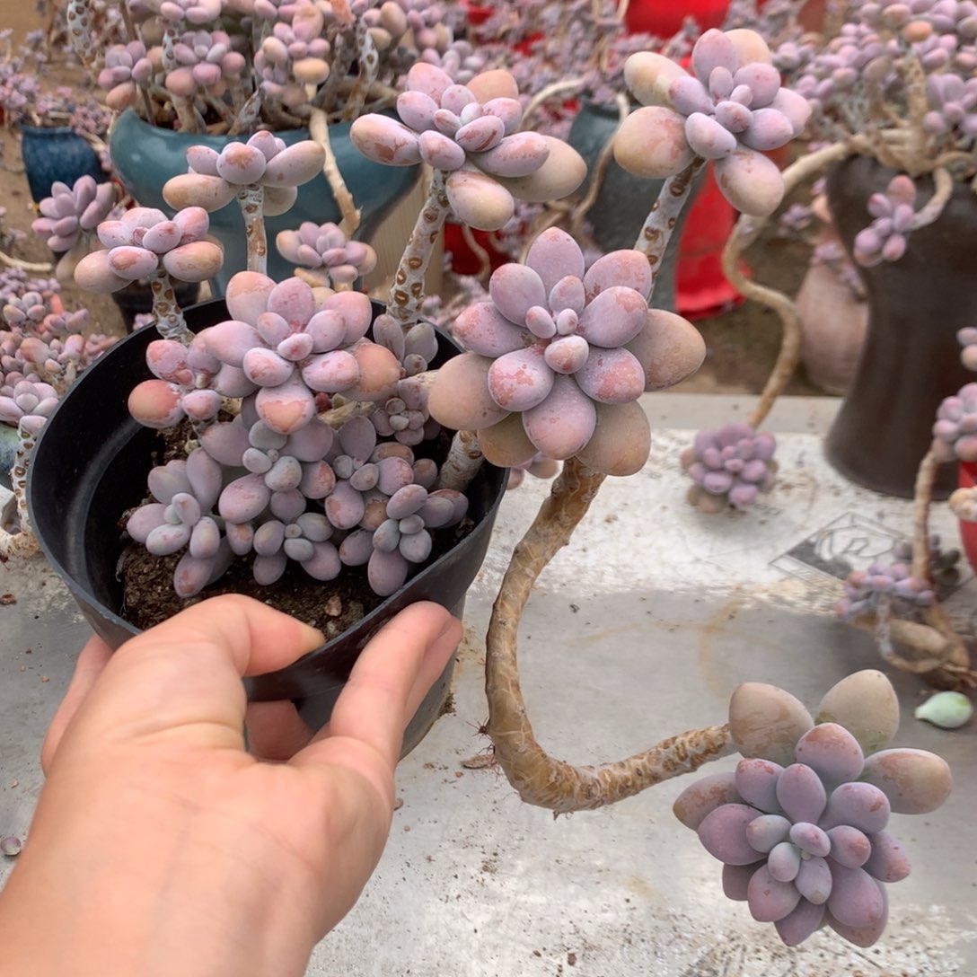 桃蛋老桩不带盆20号