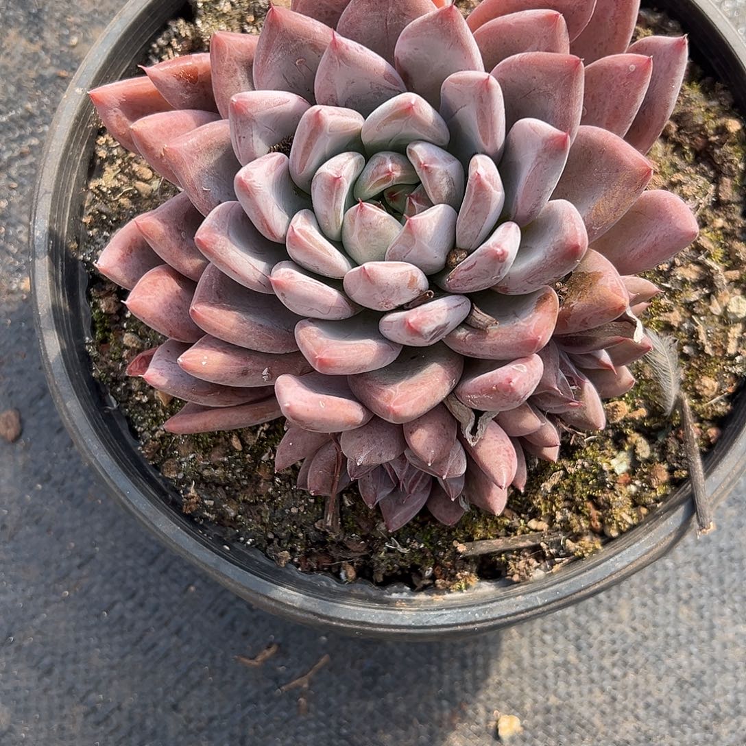 110婚戒。           多肉