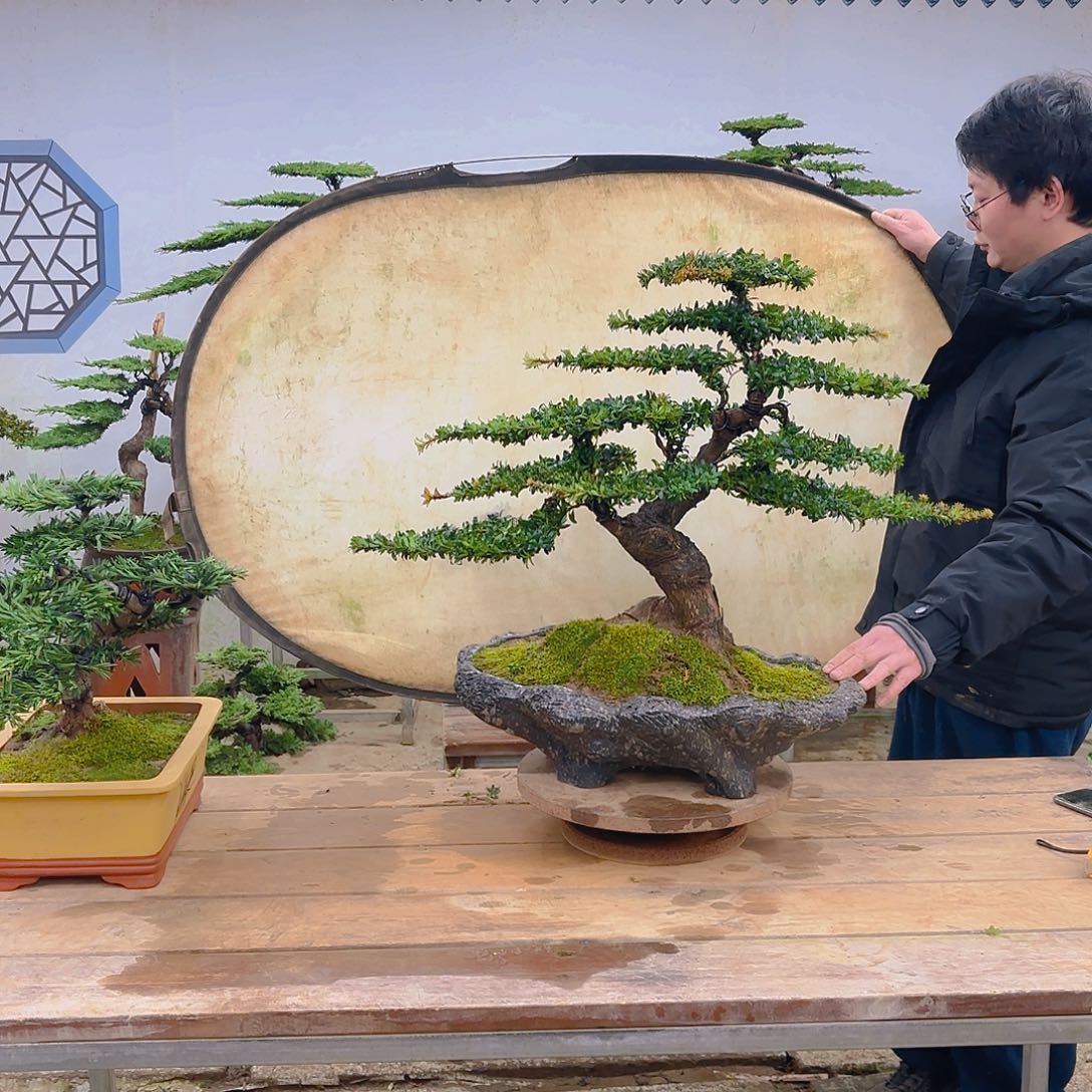 木红芽罗汉松带盆