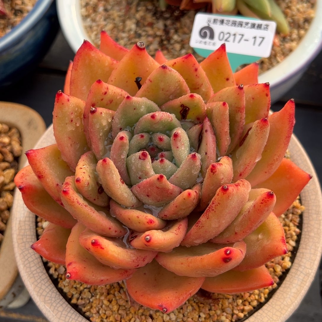 从前慢多肉精选编号0217.99