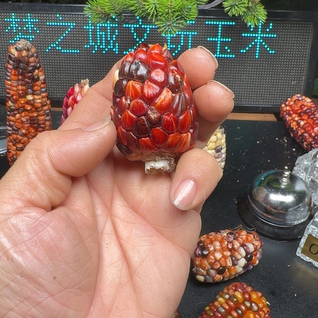 瓷***语大叶紫檀（黑酸枝木类）