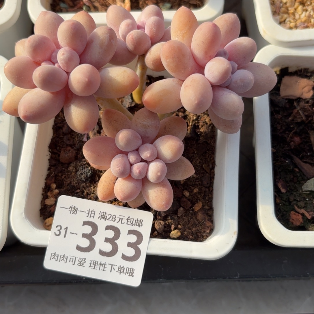 汤圆无盆土发货无