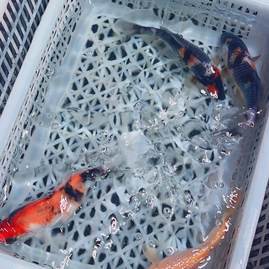 锦鲤锦鲤观赏鱼1111