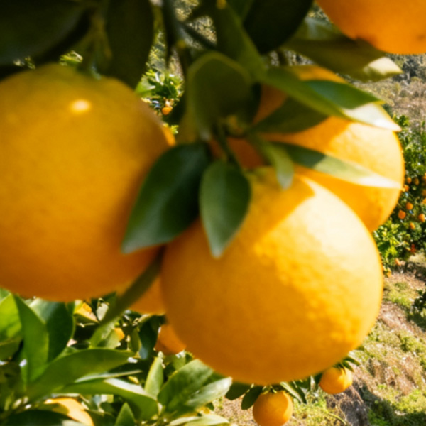 德保脐橙本地特产