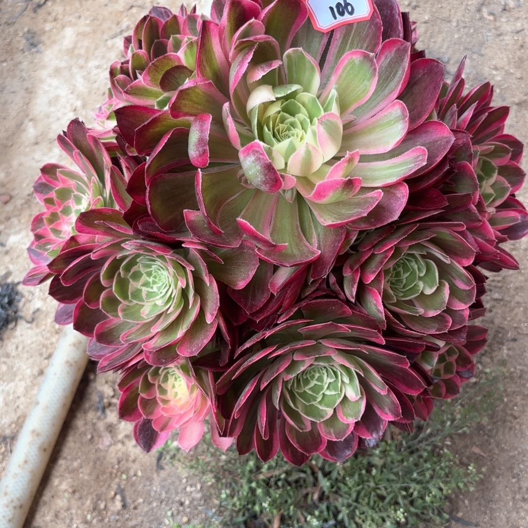 无花朵106西施多肉植物绿植