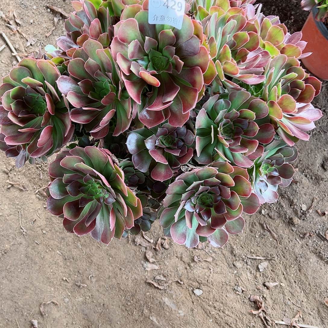 无花朵多肉植物429