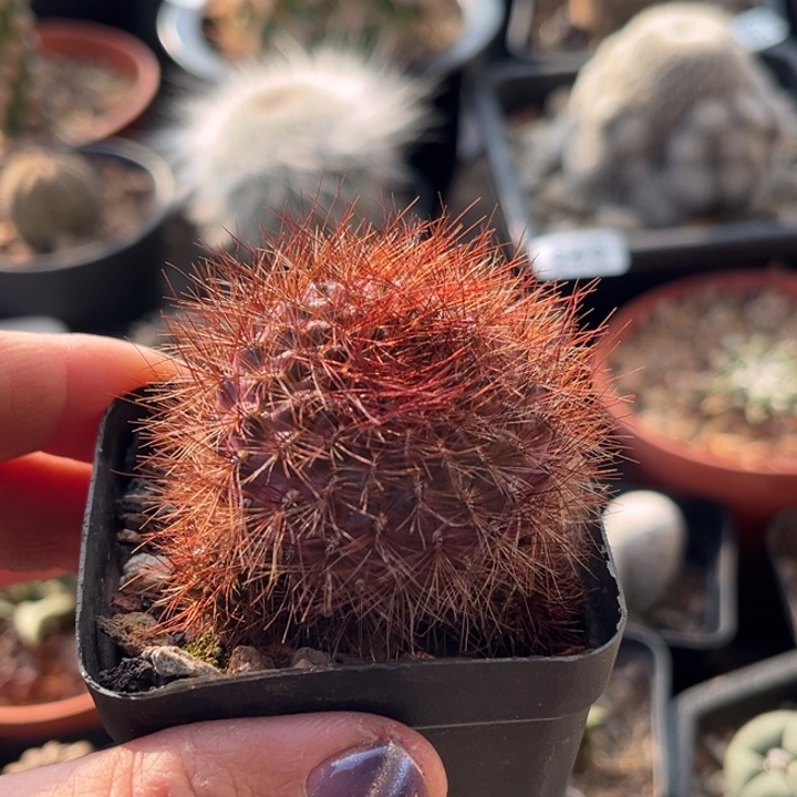 仙人球一物一拍自根