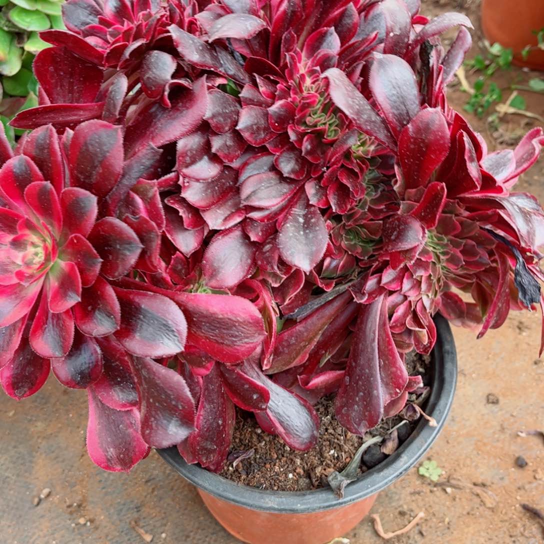 多肉植物295美杜莎