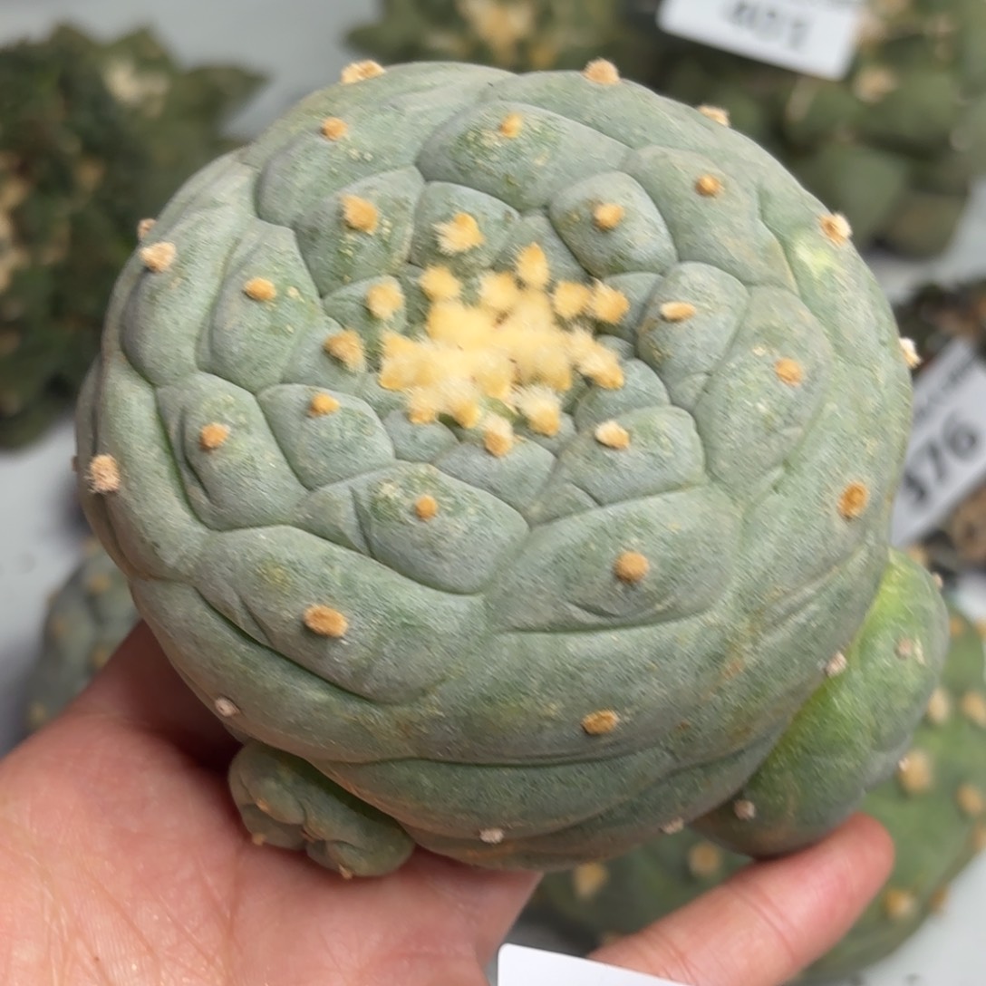 407 可帮发根可发货