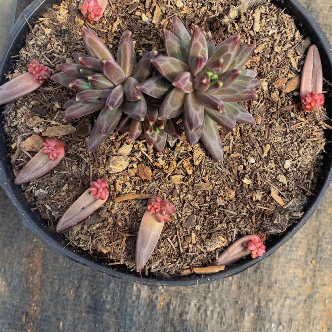 超**爸小叶乌拉克拉多肉植物