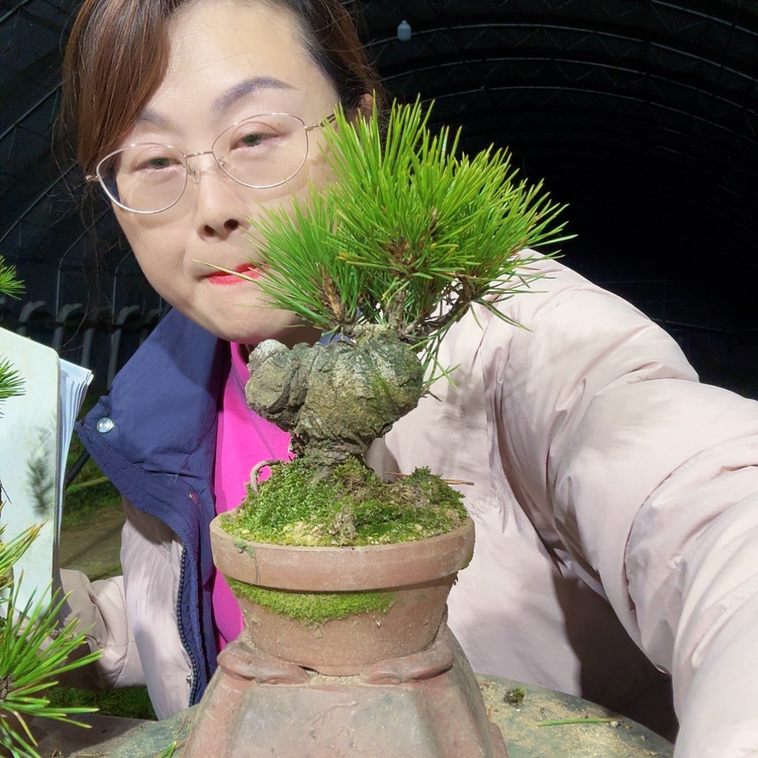 宸***宸完全开放三河黑松