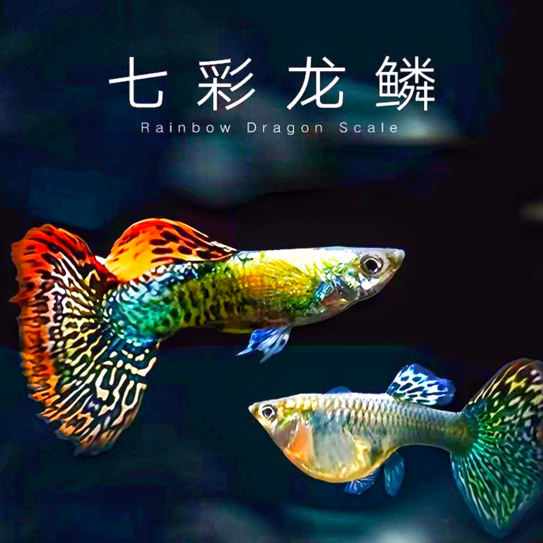 【精品】七彩龙鳞孔雀鱼好养皮实耐活淡水鱼七彩蕾丝