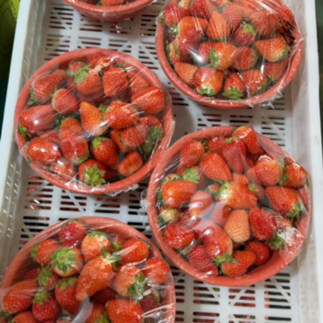 山东隋珠草莓1盆毛重2斤