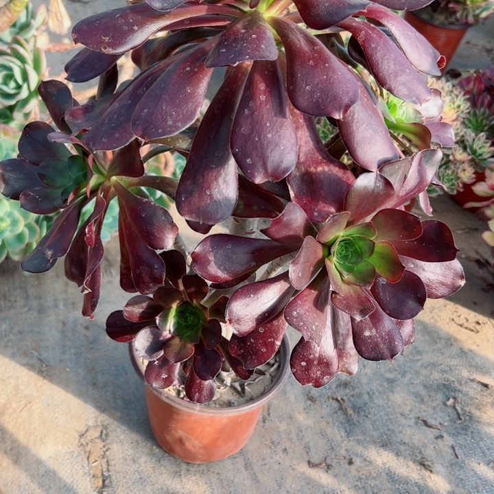 234无毒多肉植物的生长