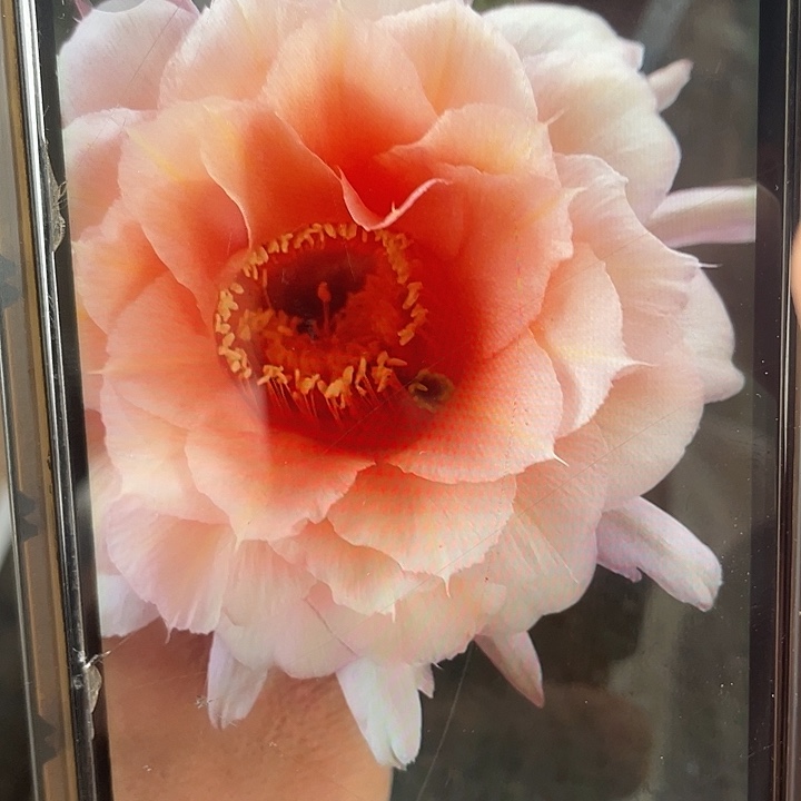 软糖2.2公分左右福利