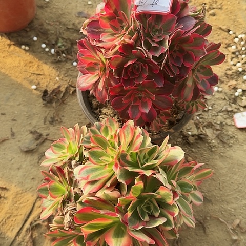 多肉植物妖月629号