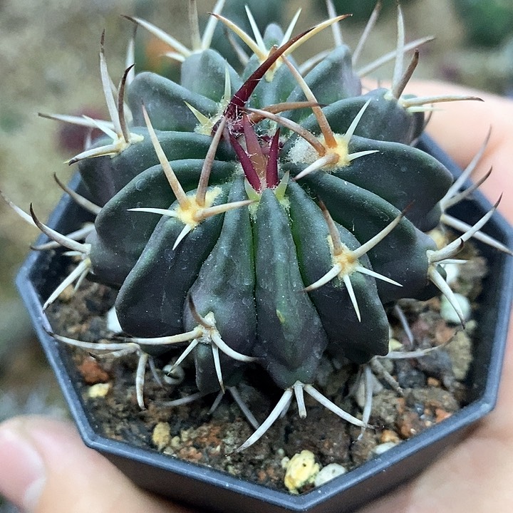 孤品实生优选发力状态龙剑丸4.9cm