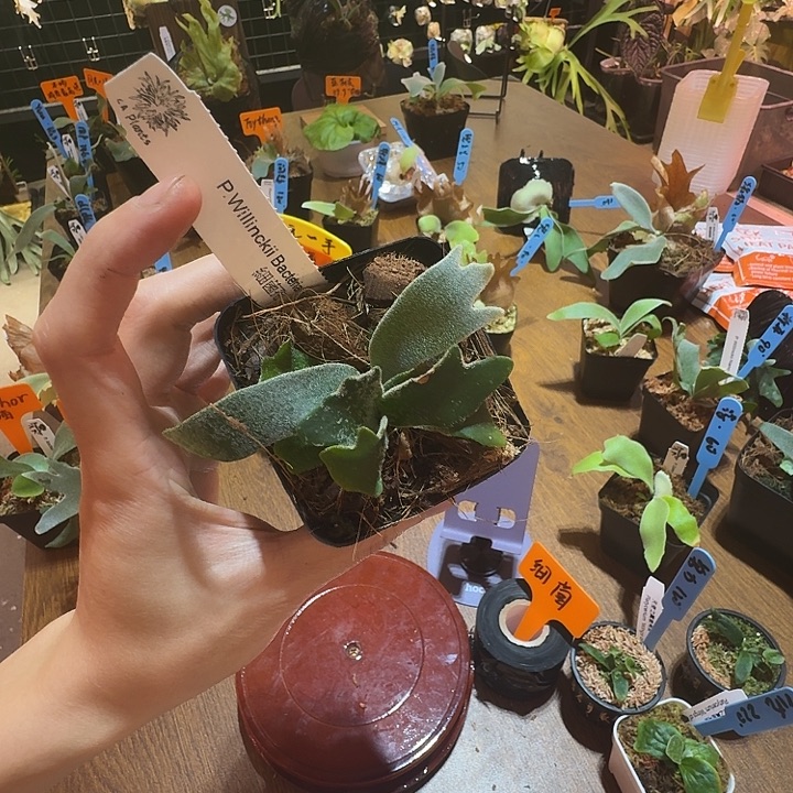 无花朵鹿野直播间竞拍细菌