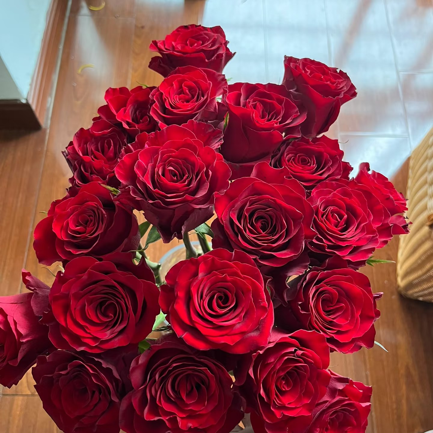 亏本苗子混色月季