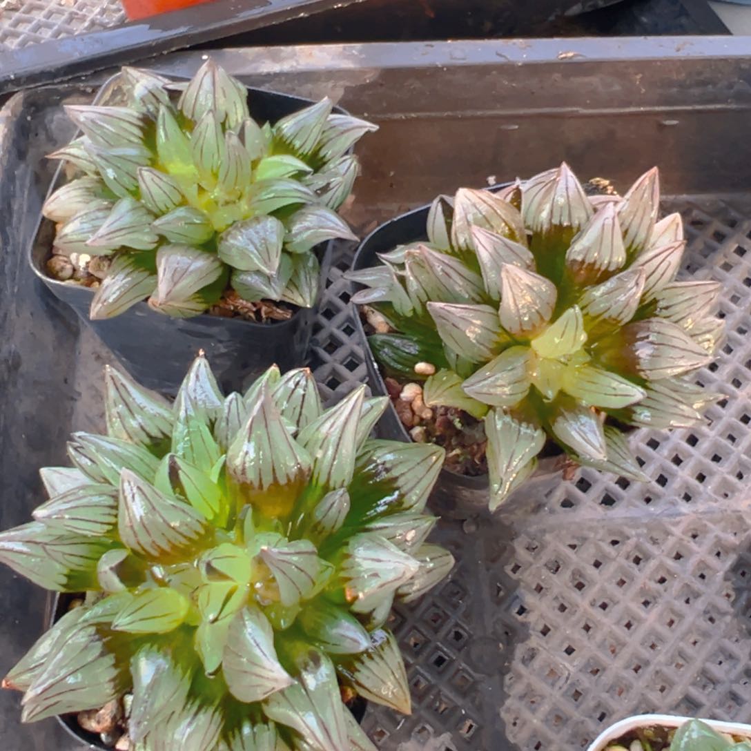 西瓜寿多肉多肉多肉一颗