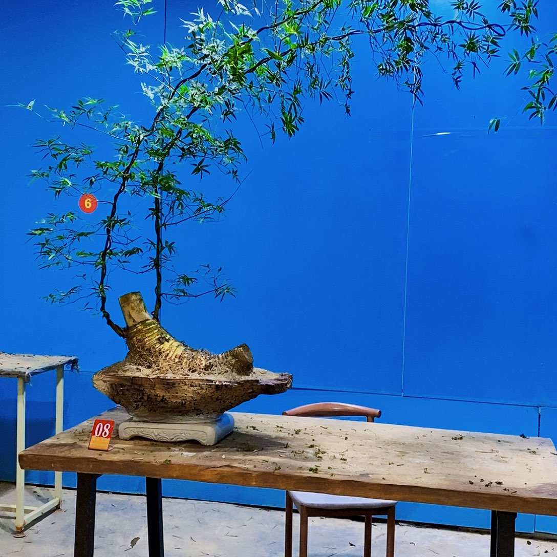 小叶簕竹一物一拍