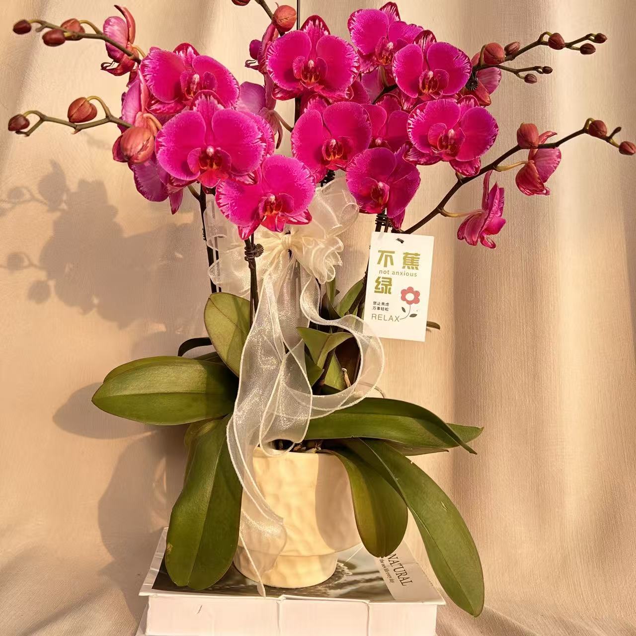  [双星光芒]蝴蝶兰 稀有欧品紫红色系 送人送礼佳品