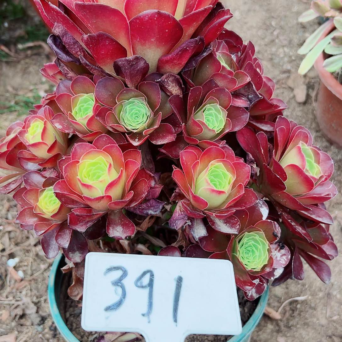 多肉植物梅金法师