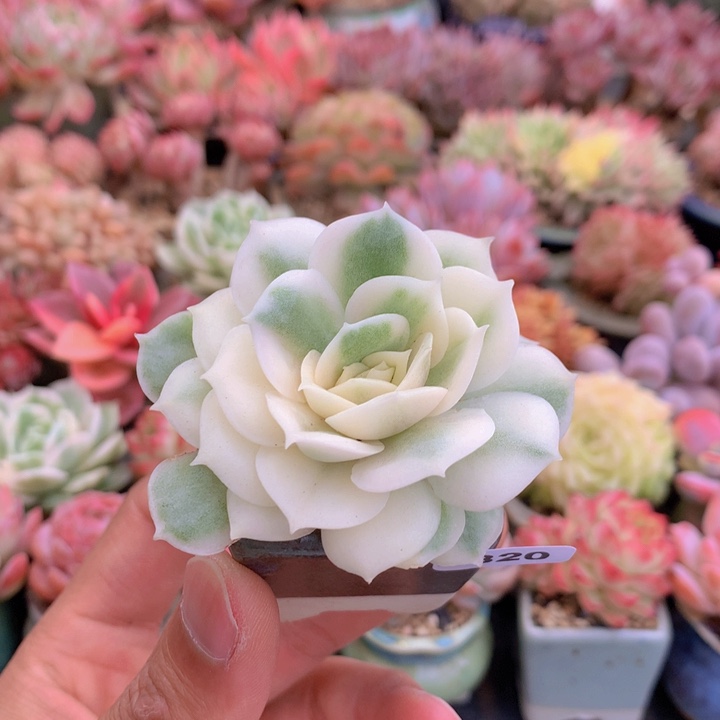 一物一拍含盆土满38包邮B820