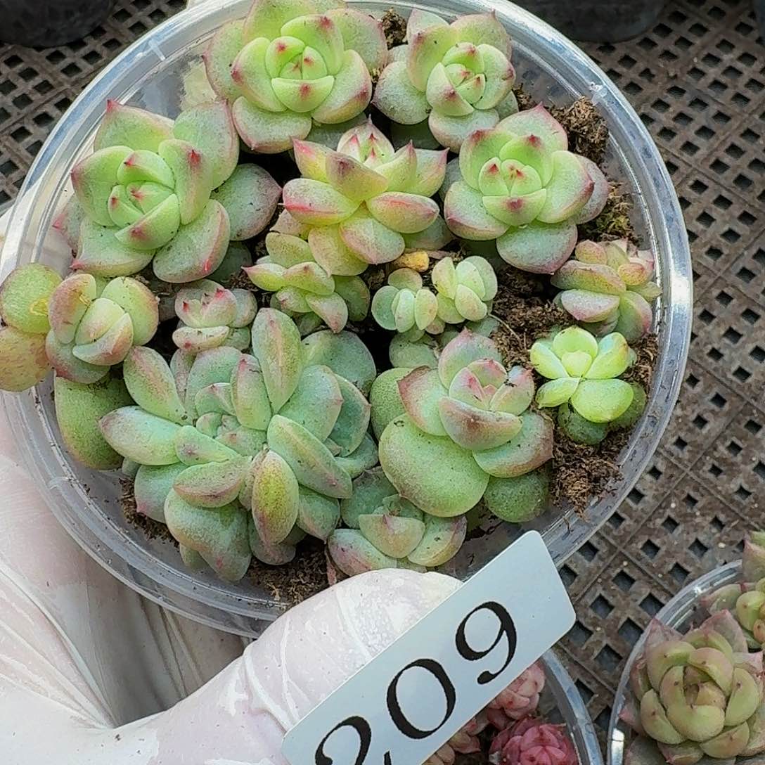 多肉植物多肉植物209