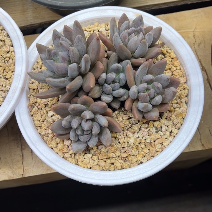 黑加仑 群生 夏鸣园艺