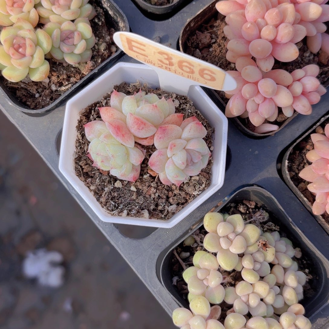 E366阿尔巴石化一物一拍