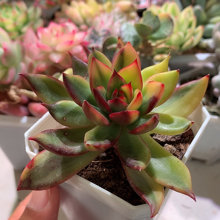 野马东云锦锦锦锦