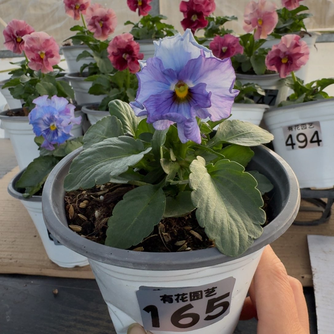 全部花朵165号角堇