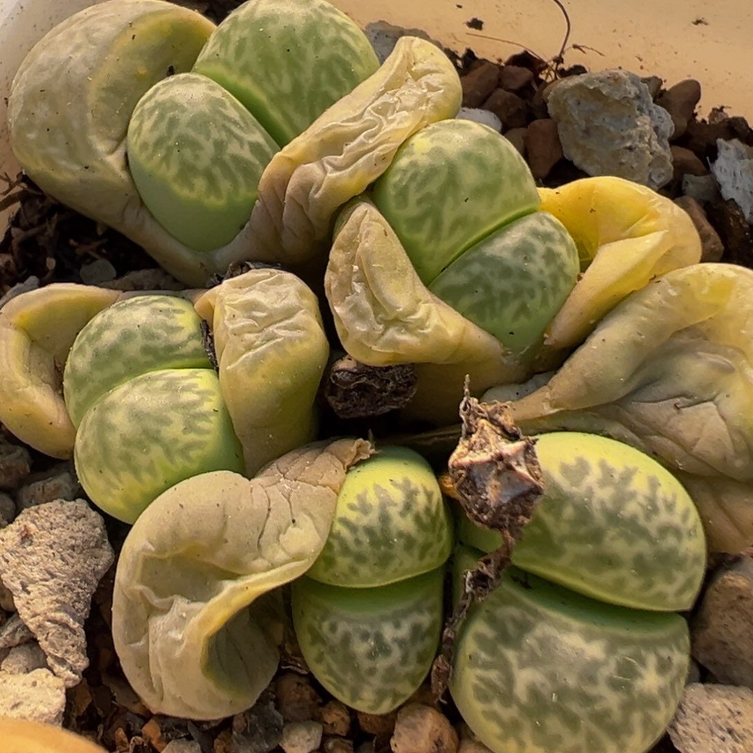 71多肉植物百科青瓷