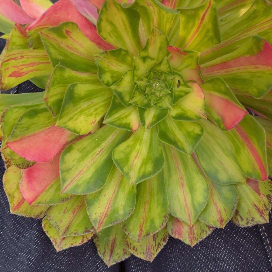 33知否无根多肉多肉多肉多肉