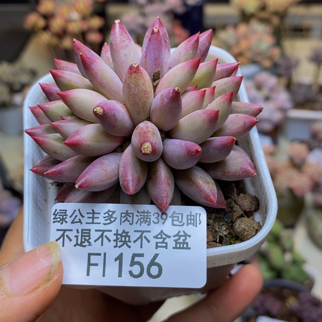 156金鱼姬多肉6cm