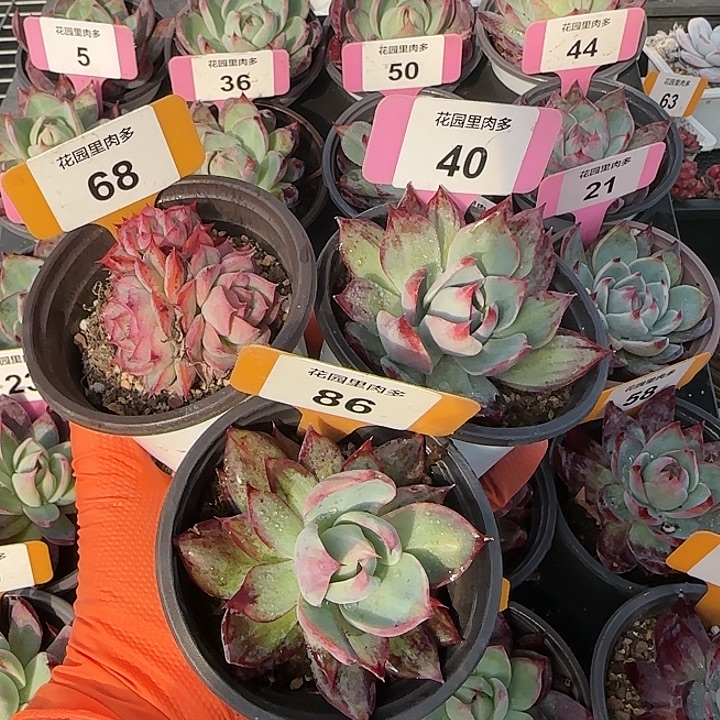 莞***平68，40，86 惊鸿仙子多肉植物6-9cm