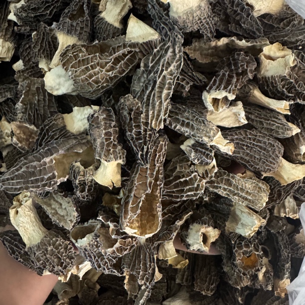云南高山干羊肚菌大破碎包包子包饺子煲汤优选鲜味十足