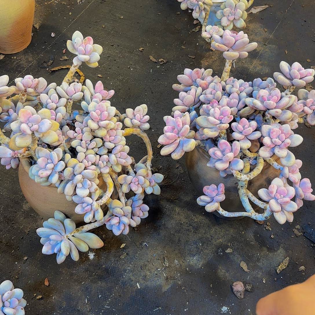 小***?21号两颗。               