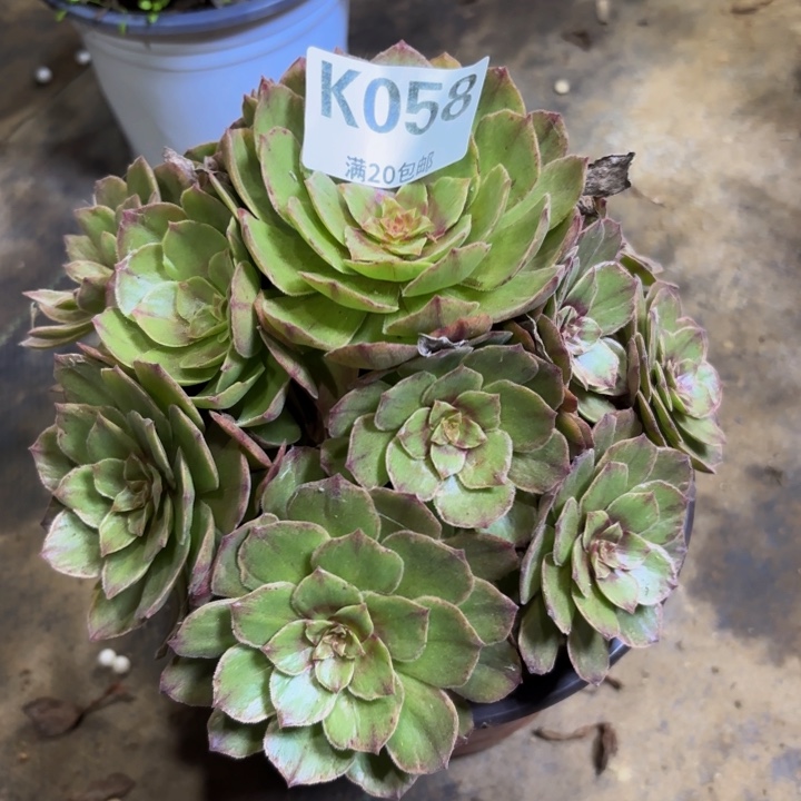 瑞妈多肉植物058.