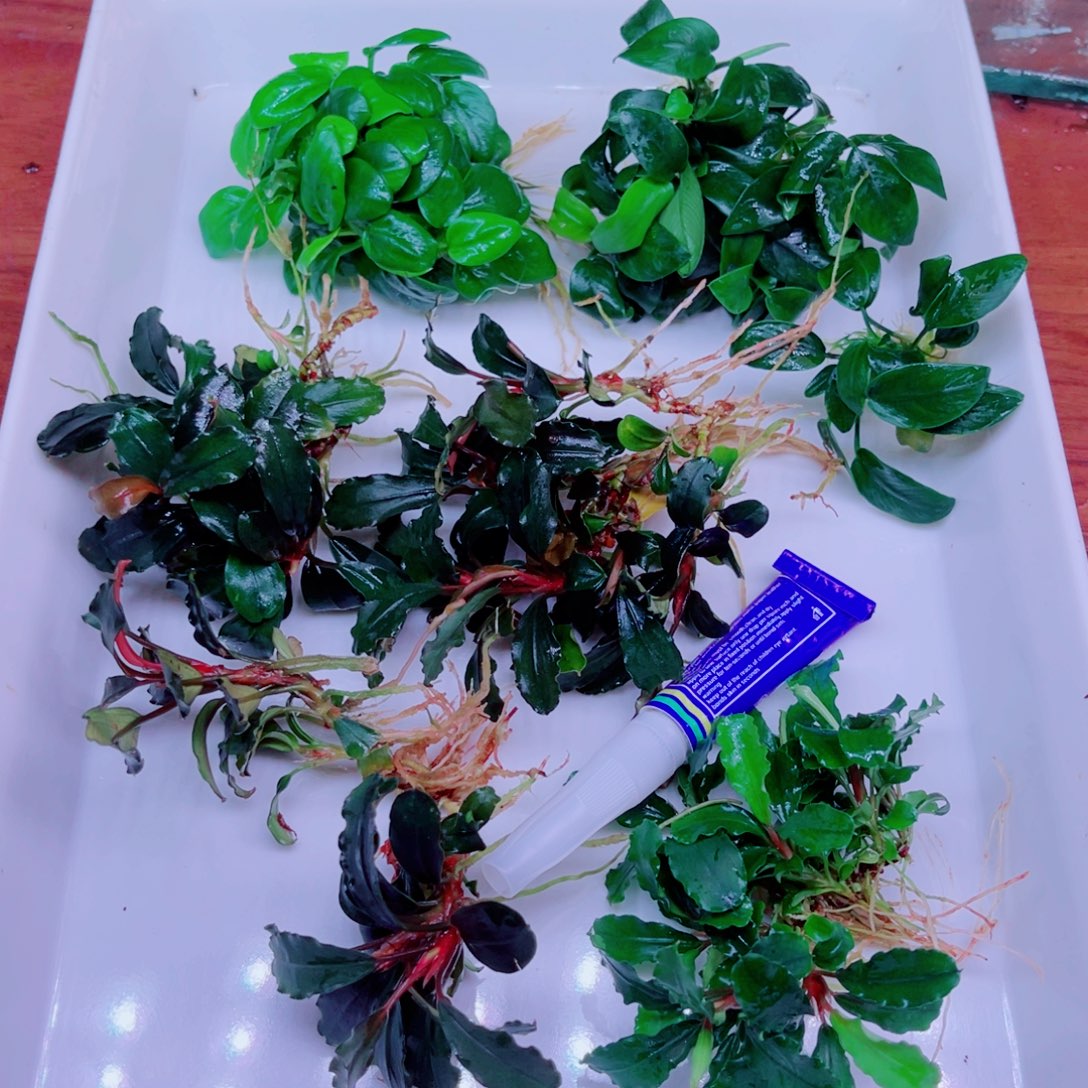 美小呆哇塞套餐一份