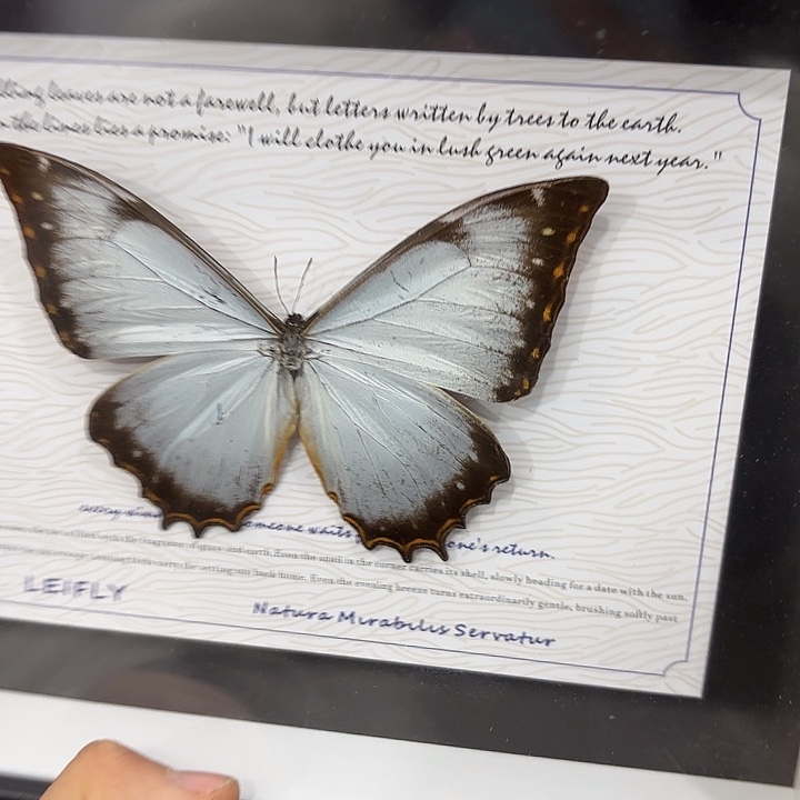 四***春蝴蝶标本定制版088