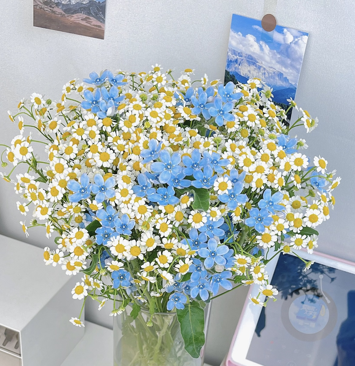 【蓝天白云 蓝星花+洋甘菊】两单鲜花升级顺丰冷链拍一单20%不售后
