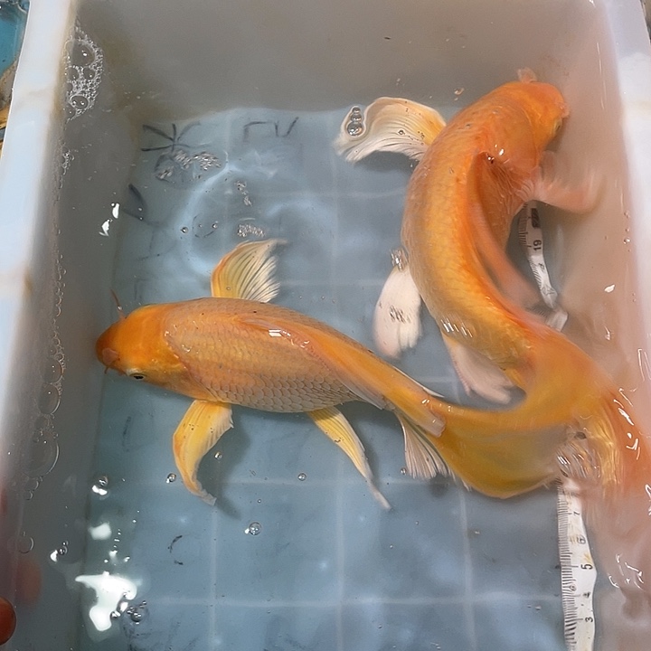 蝴蝶鲤鱼渔场直发133