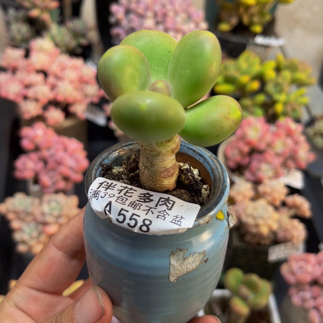 558芒果奶5cm多肉植物