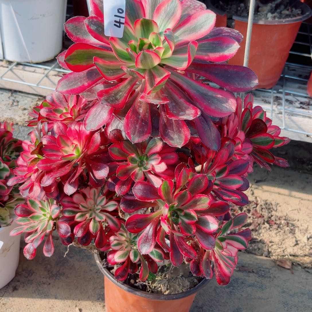 410香奈儿多肉法师