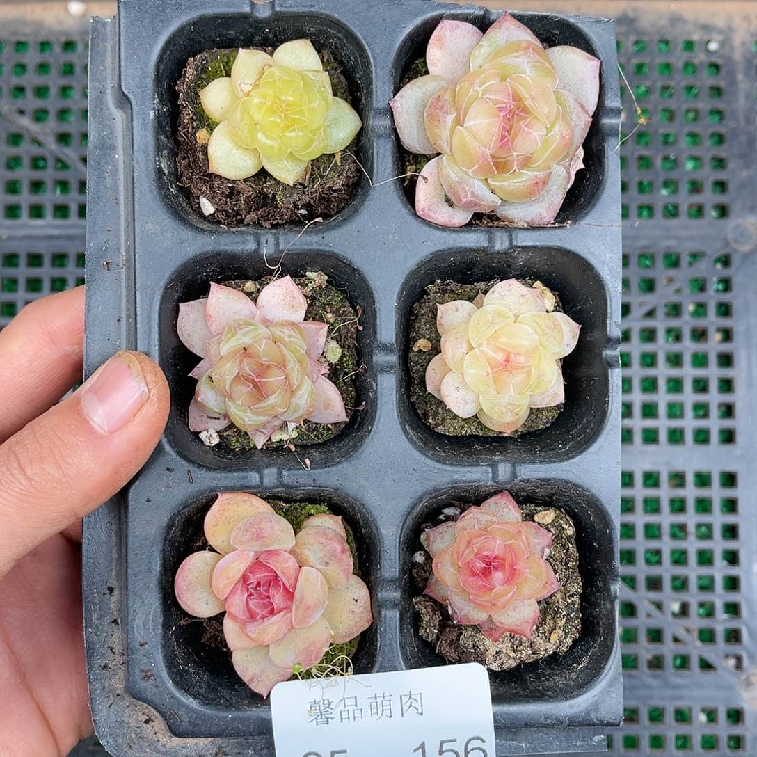 多肉一物一拍25-156