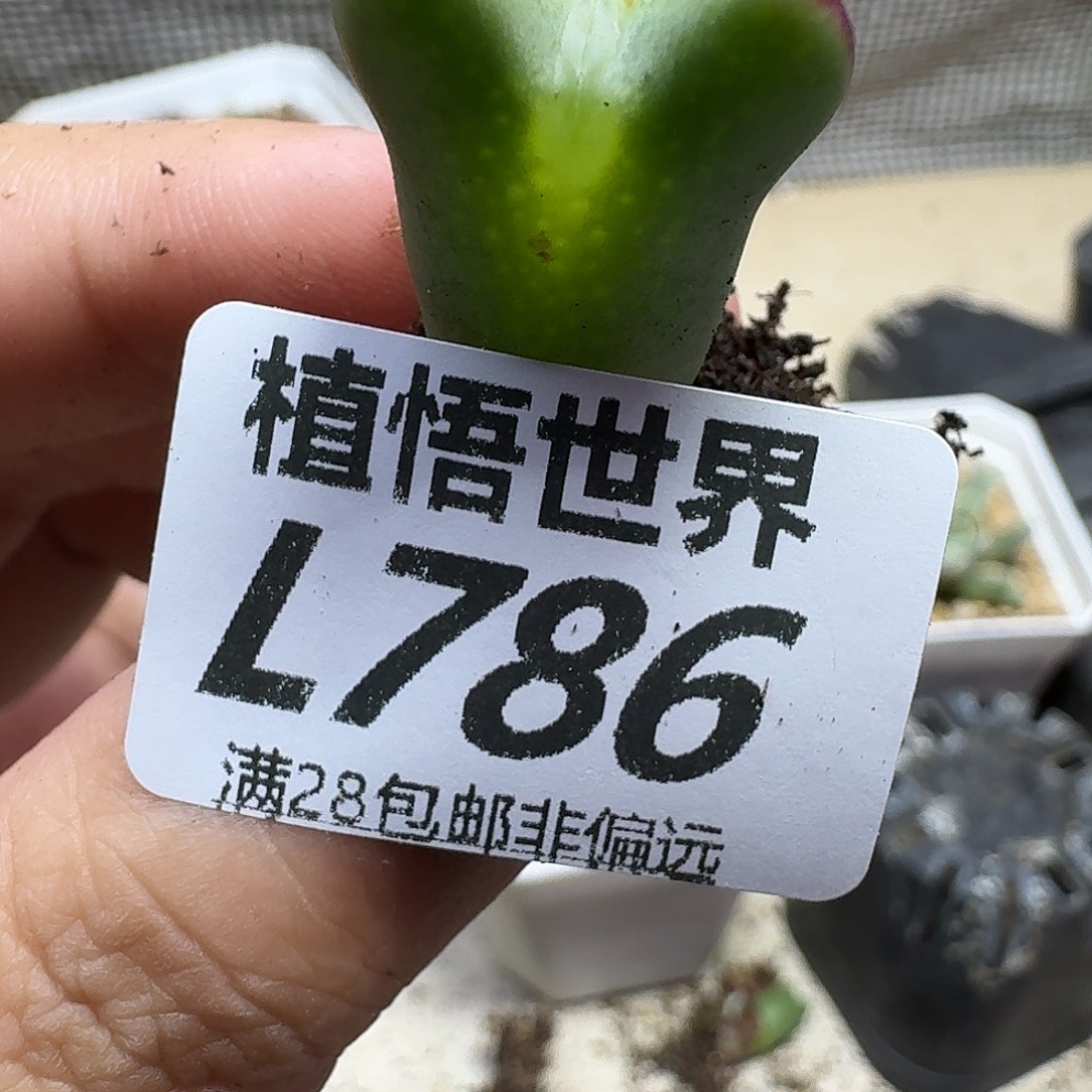 多肉植物的人生fhh