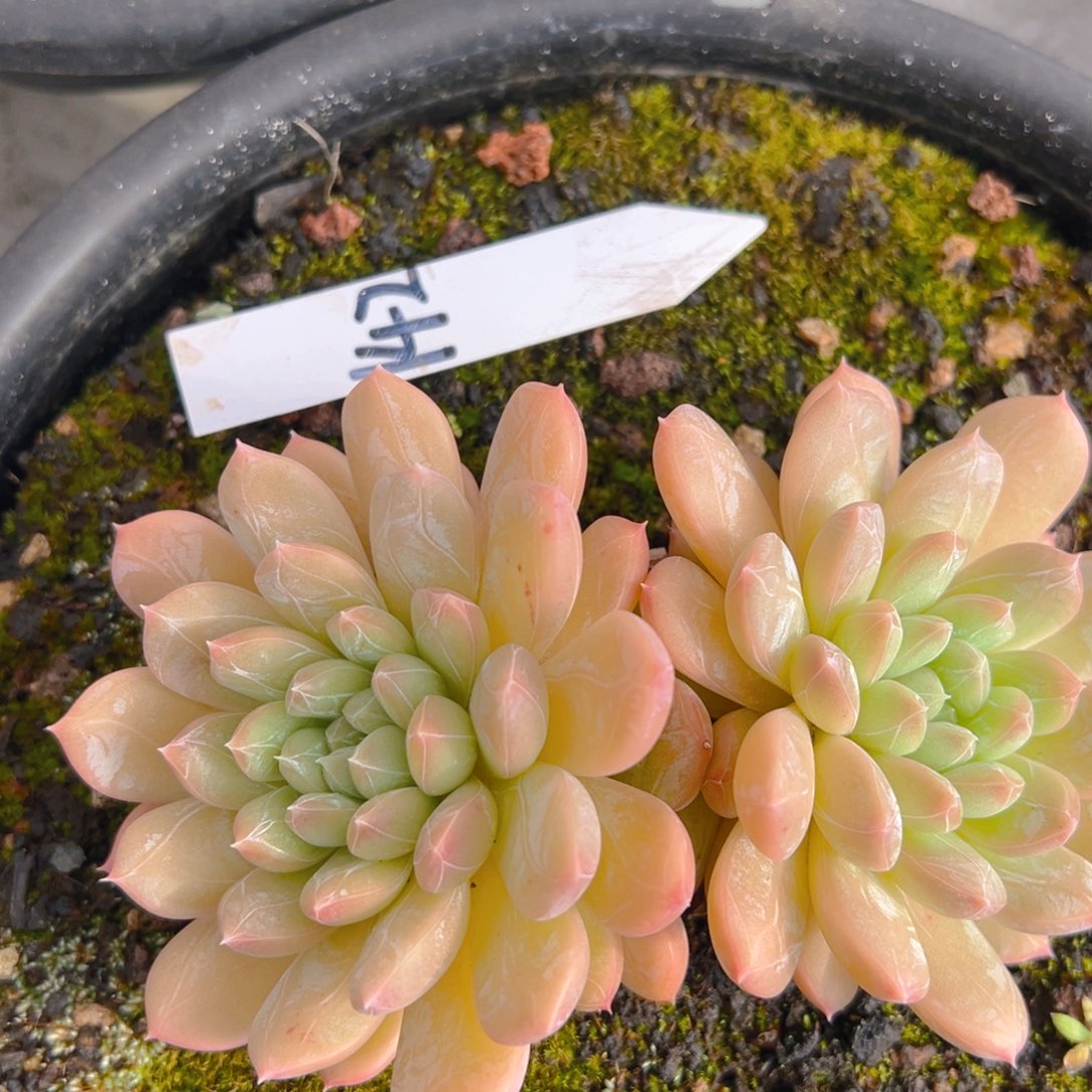 香玉的故事是一个人的故事吗